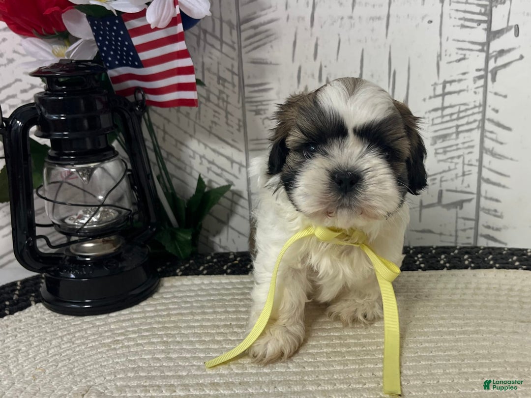 Shih Tzu dogs for sale: Freddy - Image 3