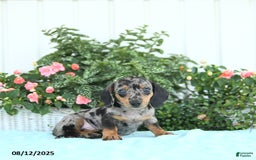 Miniature Dachshund dogs for sale: Nico - Image 5