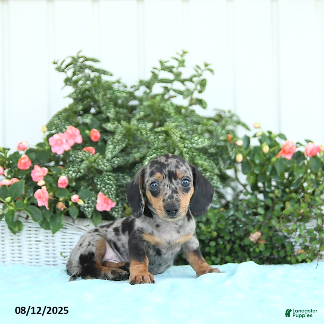 Miniature Dachshund dogs for sale: Nico - Image 5