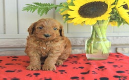 Mini Goldendoodle dogs for sale: Unity - Image 1