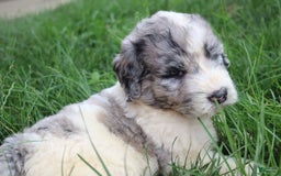 Newfoundland dogs for sale: Navy - Image 4
