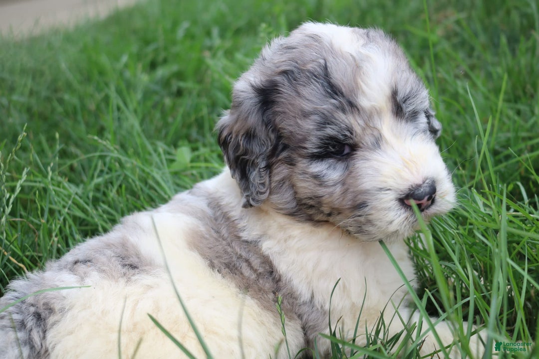 Newfoundland dogs for sale: Navy - Image 4