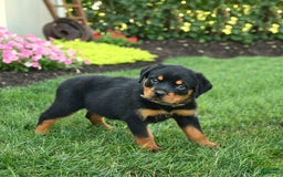Rottweiler dogs for sale: Nutmeg - Image 3