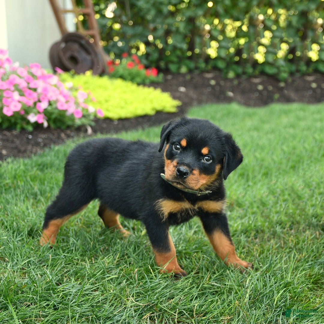 Rottweiler dogs for sale: Nutmeg - Image 3