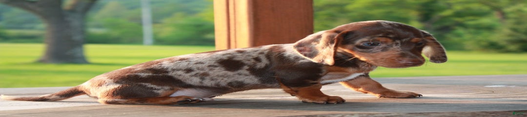 Tucker