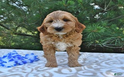 Mini Goldendoodle dogs for sale: Dancer - Image 13
