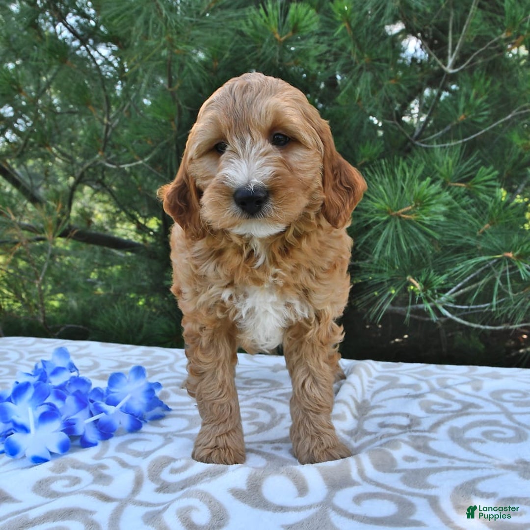 Mini Goldendoodle dogs for sale: Dancer - Image 13