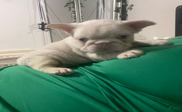 French Bulldog dogs for sale - Ad 2