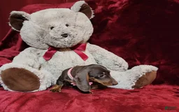 Miniature Dachshund dogs for sale: PUDDIN - Image 10