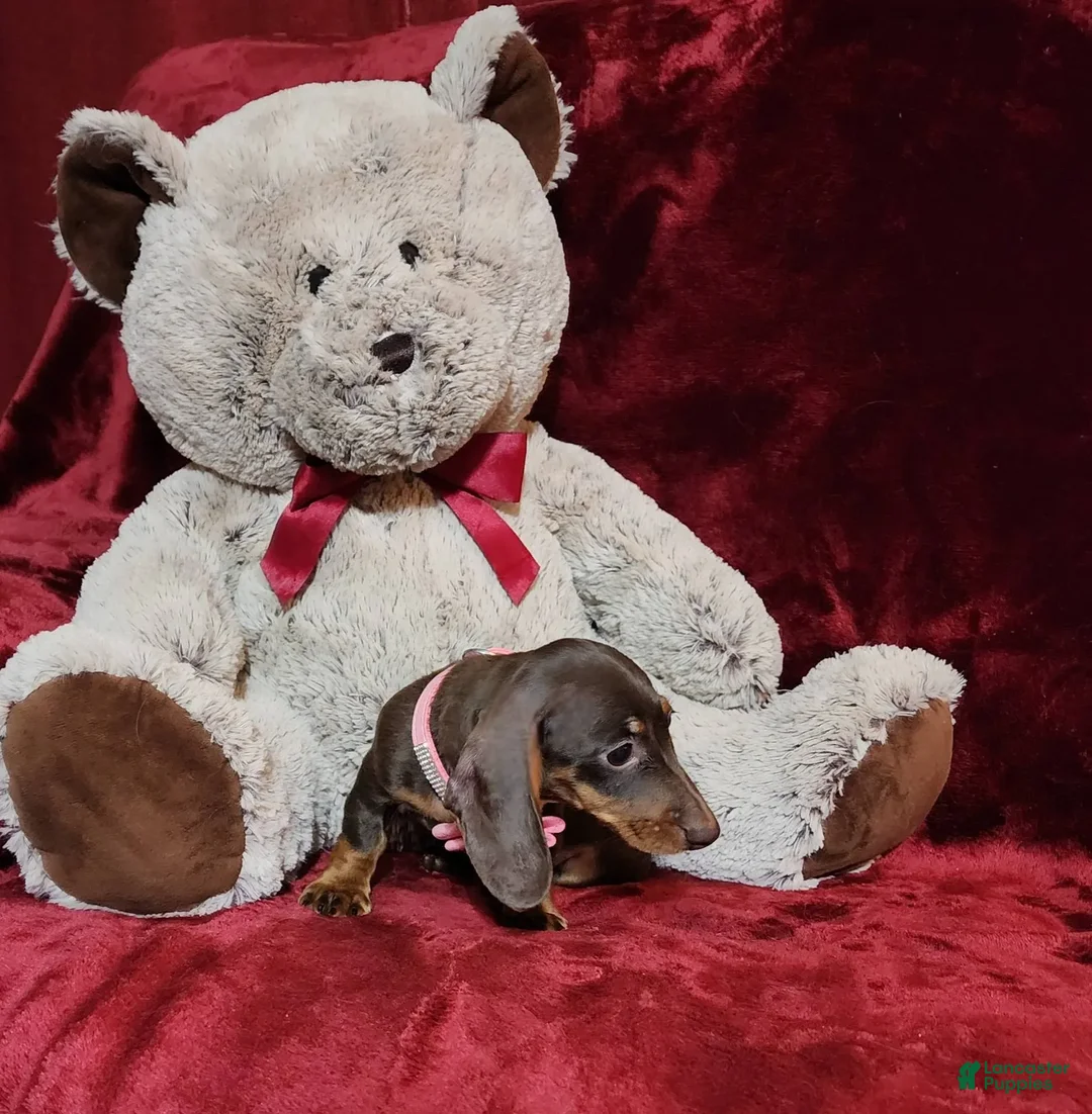 Miniature Dachshund dogs for sale: PUDDIN - Image 10