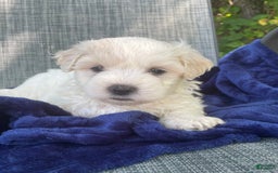 Coton De Tulear dogs for sale: Chad - Image 1