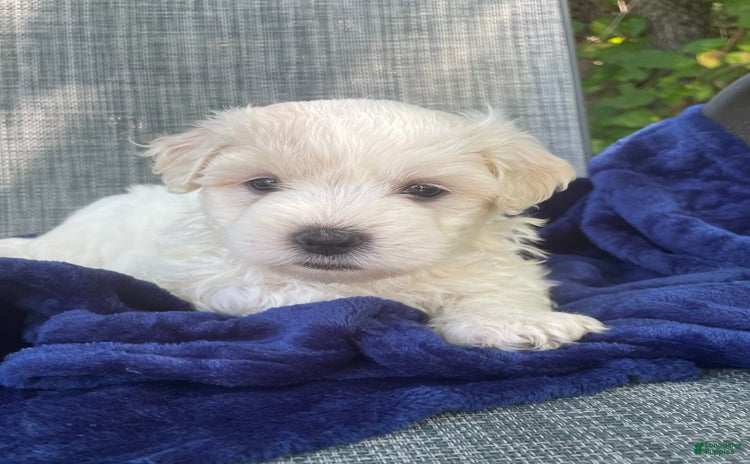 Coton De Tulear dogs for sale - Ad 3