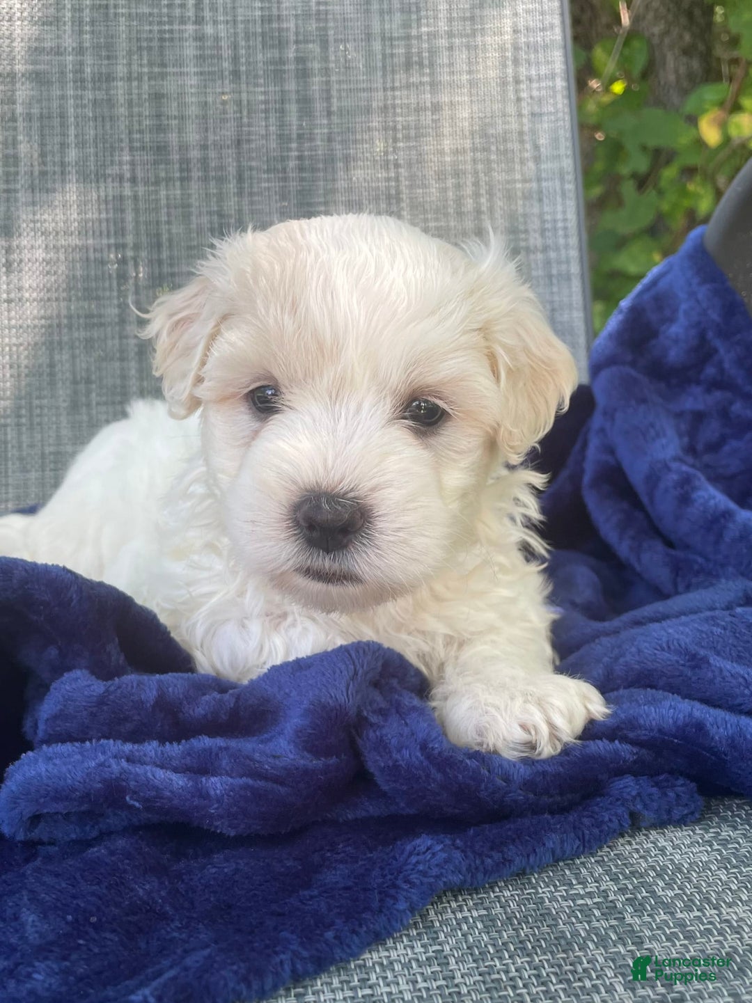 Coton De Tulear dogs for sale: Chad - Image 1