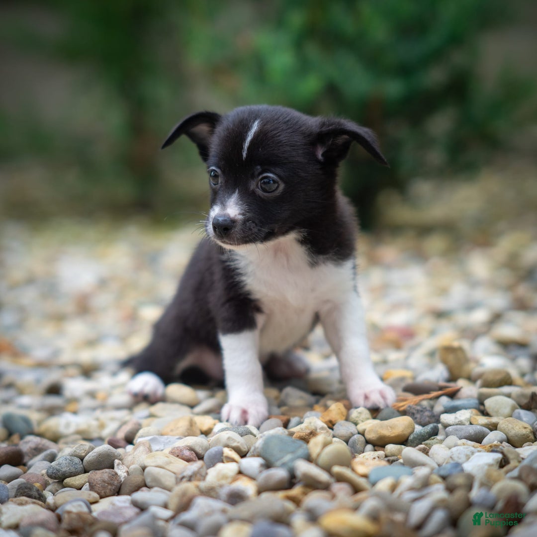 Pomchi dogs for sale: Pomchi 4 puppies - Image 11
