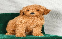 Miniature Poodle dogs for sale: Drew - Image 8