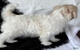 Maltese dogs for sale: EMORY - Image 7