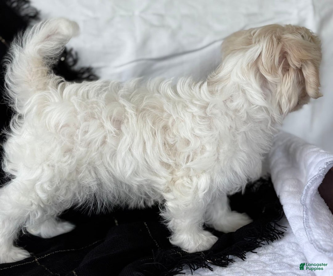 Maltese dogs for sale: EMORY - Image 7