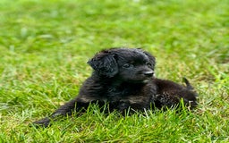 Mini Bernedoodle dogs for sale: Paulie - Image 4