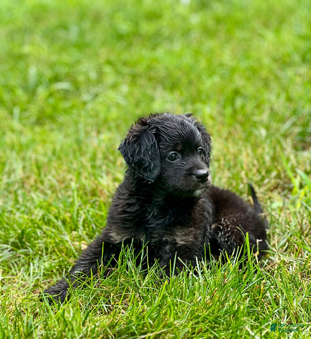 Mini Bernedoodle dogs for sale: Paulie - Image 4