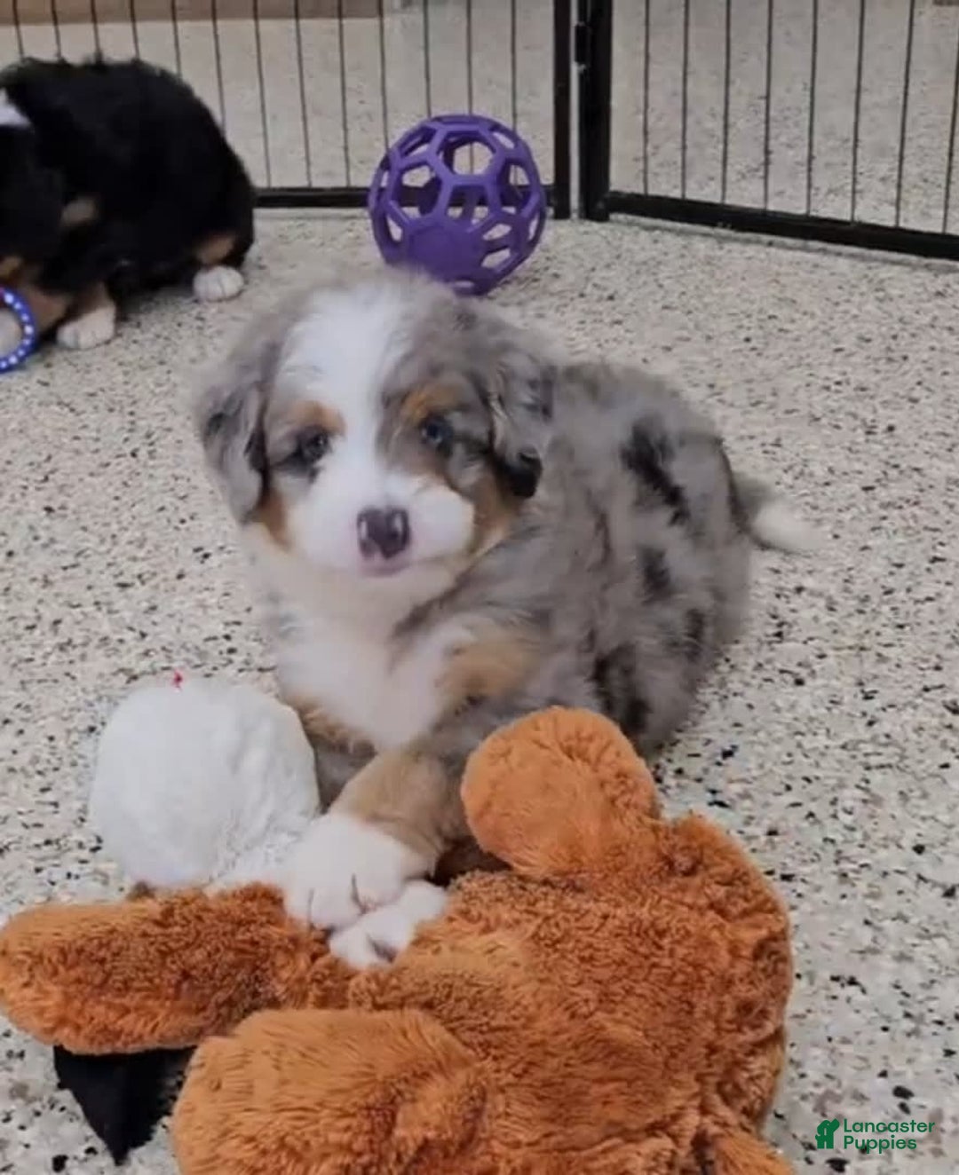 Mini Bernedoodle dogs for sale: Larkspur Mini - Image 3