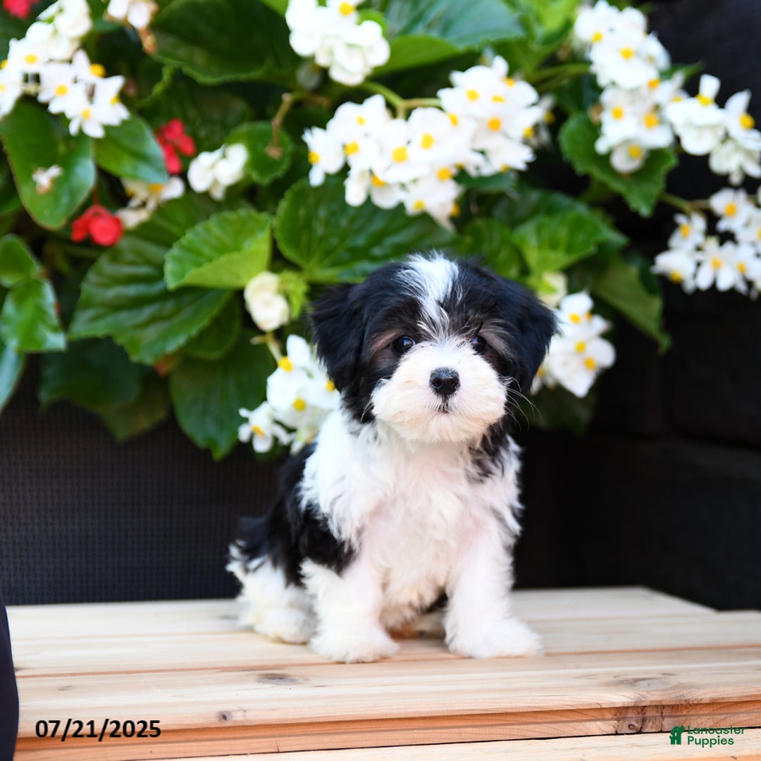 Maltese dogs for sale: Jody - Image 3