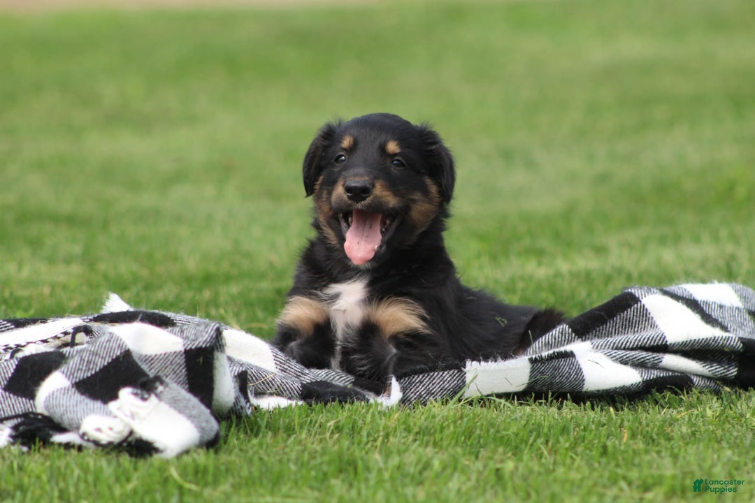 English Shepherd dogs for sale: Milano - Image 3