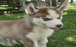 Siberian Husky dogs for sale: Briar - Image 2