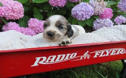 Cocker Spaniel dogs for sale: Zadi - Image 4