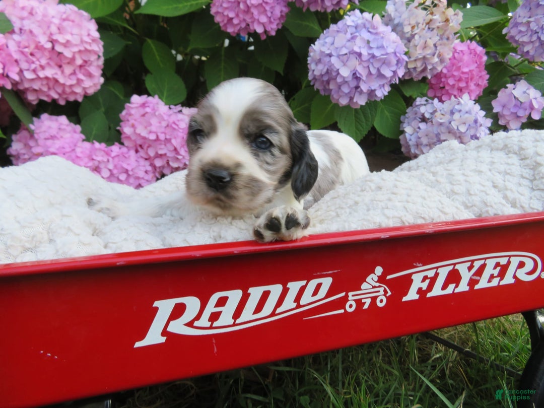 Cocker Spaniel dogs for sale: Zadi - Image 4