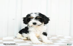 Cavapoo dogs for sale: Vermont - Image 5