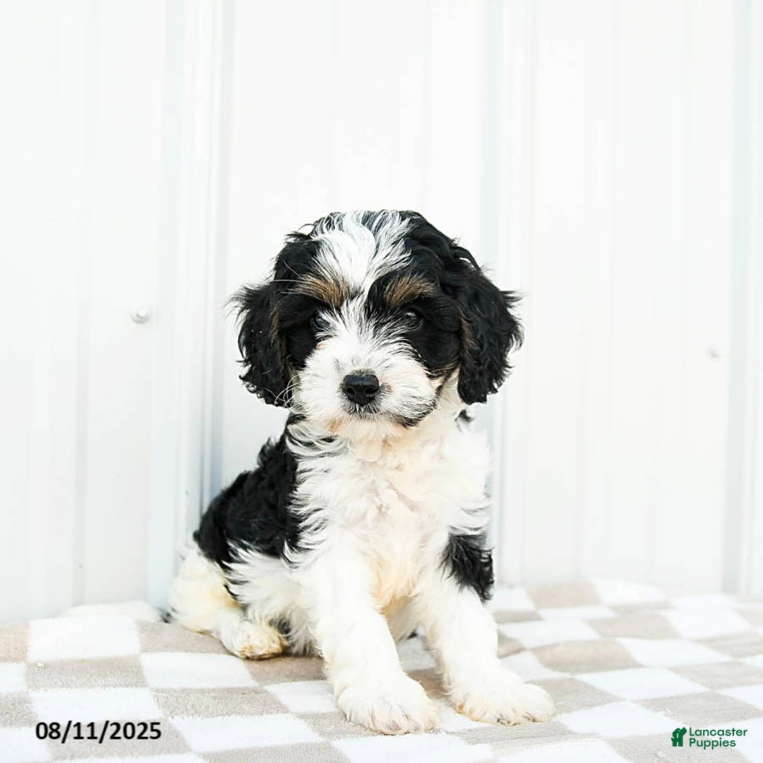 Cavapoo dogs for sale: Vermont - Image 5
