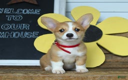 Welsh Corgi Pembroke dogs for sale: Maple - Image 1