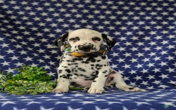 Dalmatian dogs for sale: Landen - Image 2