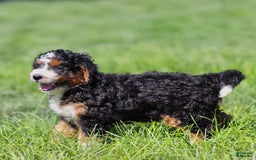 Mini Bernedoodle dogs for sale: Brooklyn - Image 7