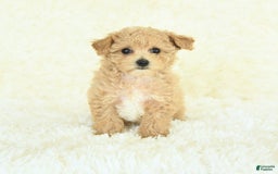 Bichpoo dogs for sale: Cakepop - Image 1