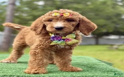Goldendoodle dogs for sale: Ella - Image 3