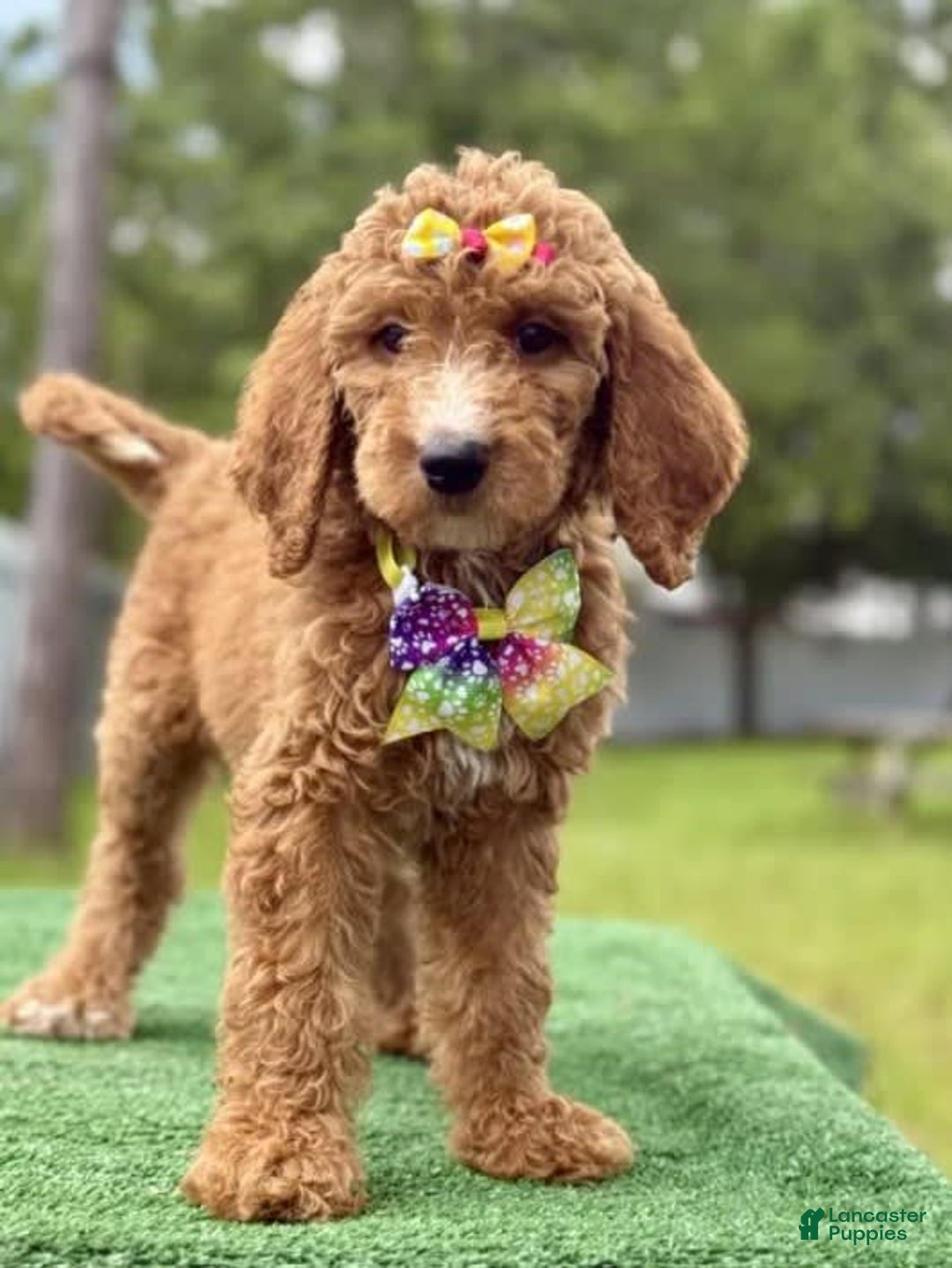 Goldendoodle dogs for sale: Ella - Image 3
