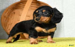 Miniature Dachshund dogs for sale: Dora - Image 7