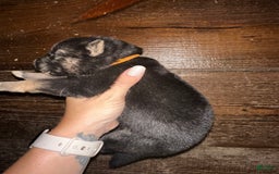 Gerberian Shepsky dogs for sale: Kazar - Image 3