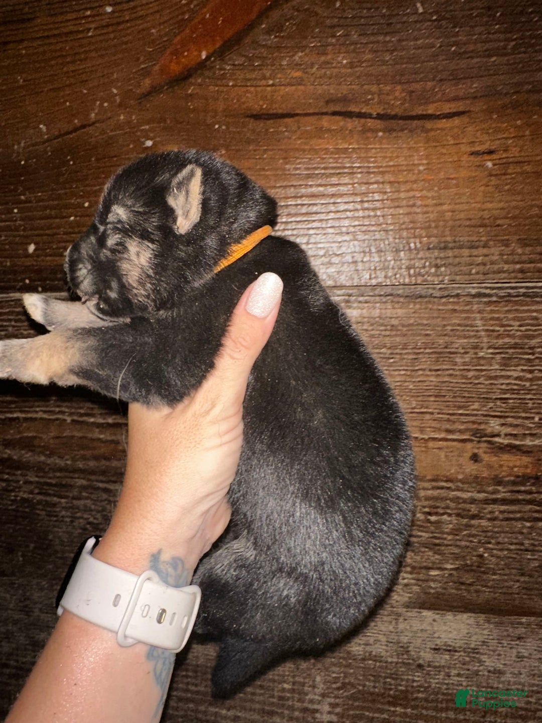 Gerberian Shepsky dogs for sale: Kazar - Image 3