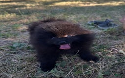 Pomeranian dogs for sale: Hudson - Image 5