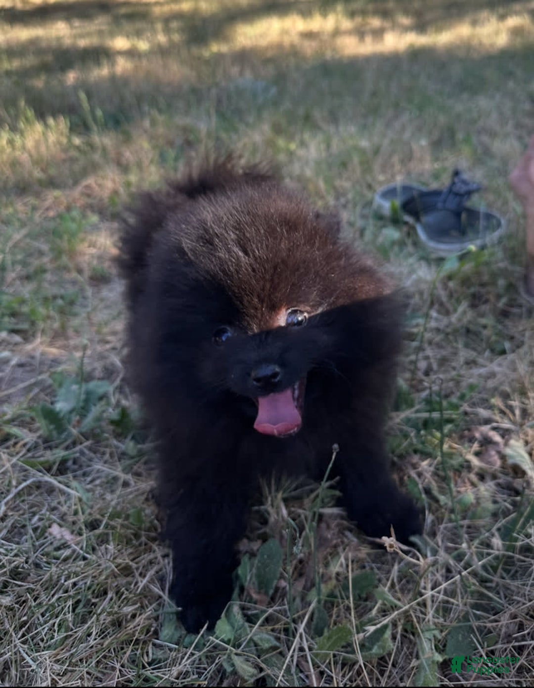 Pomeranian dogs for sale: Hudson - Image 5