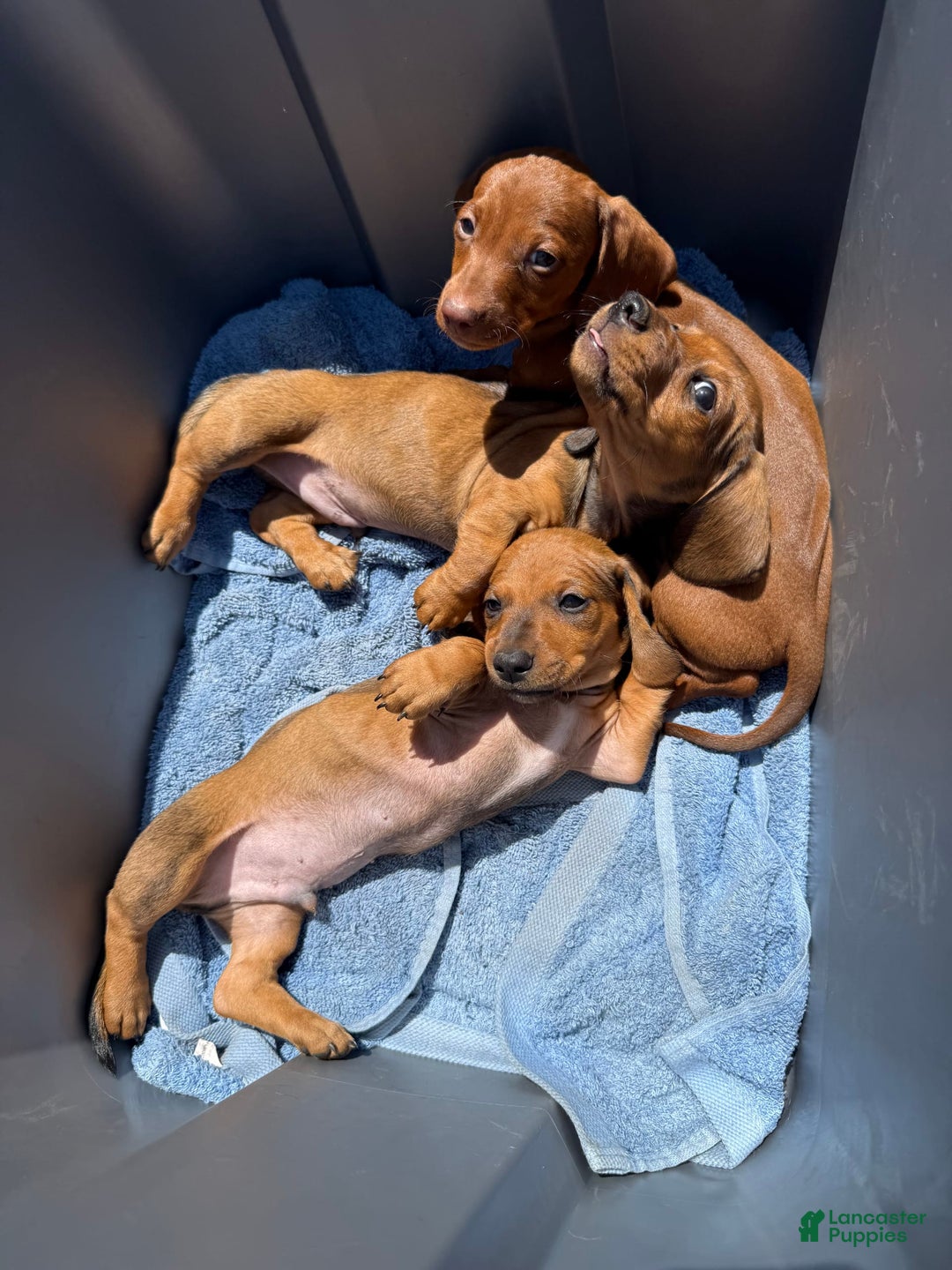 Miniature Dachshund dogs for sale: Twins - Image 11
