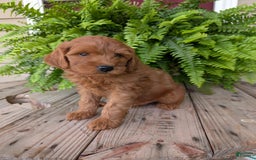 Mini Goldendoodle dogs for sale: Mini -kory - Image 12