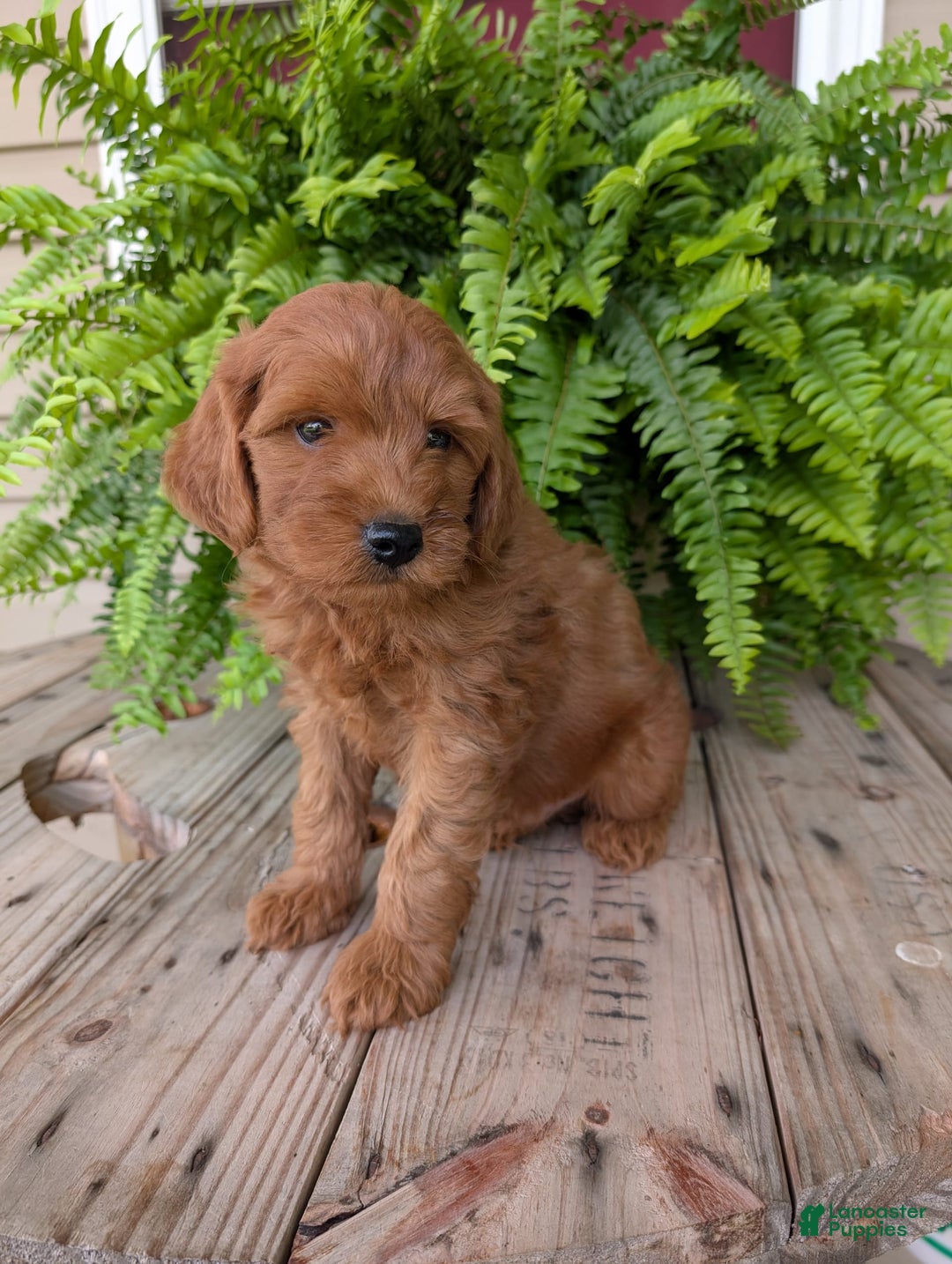 Mini Goldendoodle dogs for sale: Mini -kory - Image 12