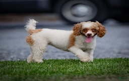 Toy Poodle dogs for sale: Cupcake - Image 10