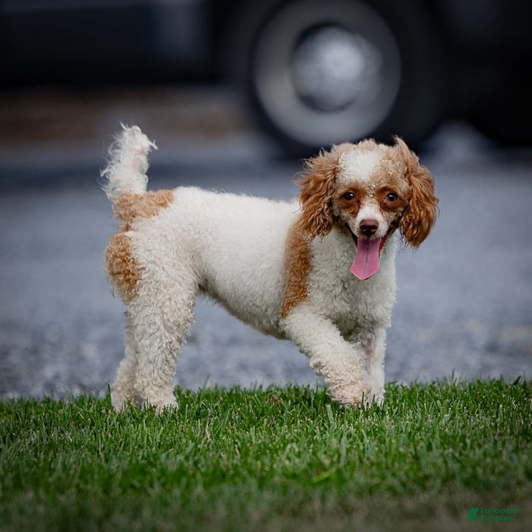 Toy Poodle dogs for sale: Cupcake - Image 10