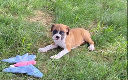 Boxer dogs for sale: Sage - Image 3