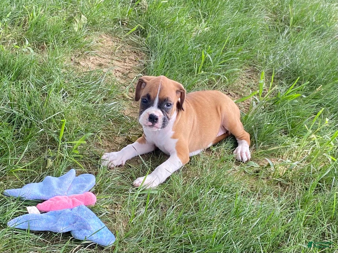 Boxer dogs for sale: Sage - Image 3