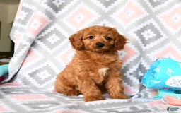 Cockapoo dogs for sale: Judy - Image 1